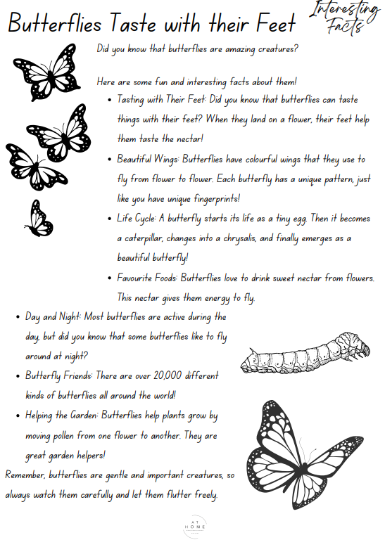 Year 1 and 2 Insects Themed Booklet - Digital