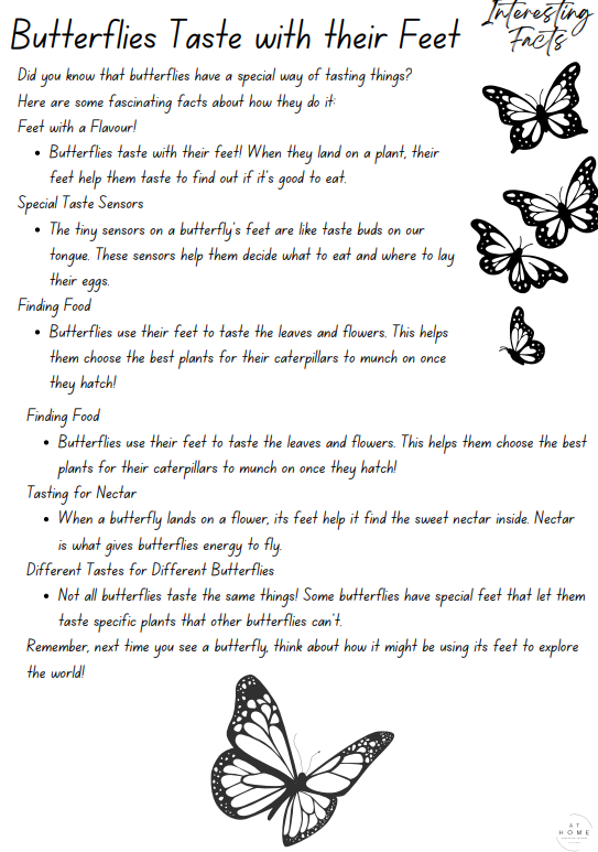 Year 3 and 4 Insects Themed Booklet - Digital