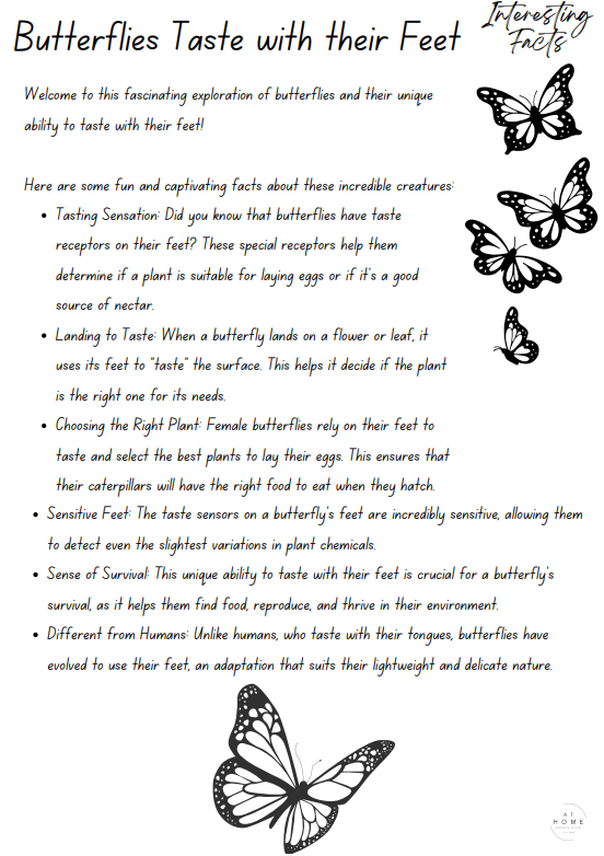 Year 5 and 6 Insects Themed Booklet - Digital